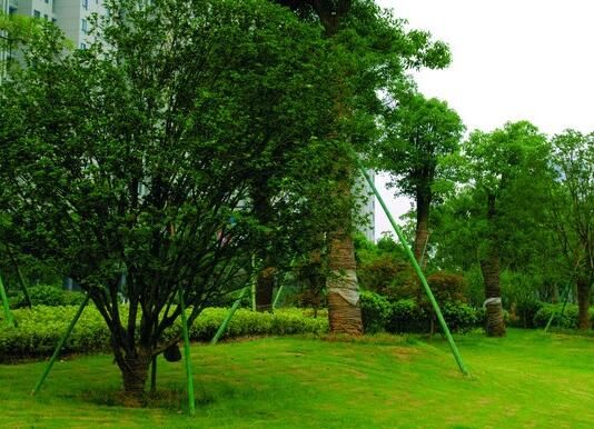 襄陽綠化養(yǎng)護